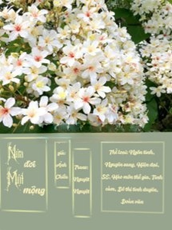 Bìa truyện Nửa Đời Một Mộng