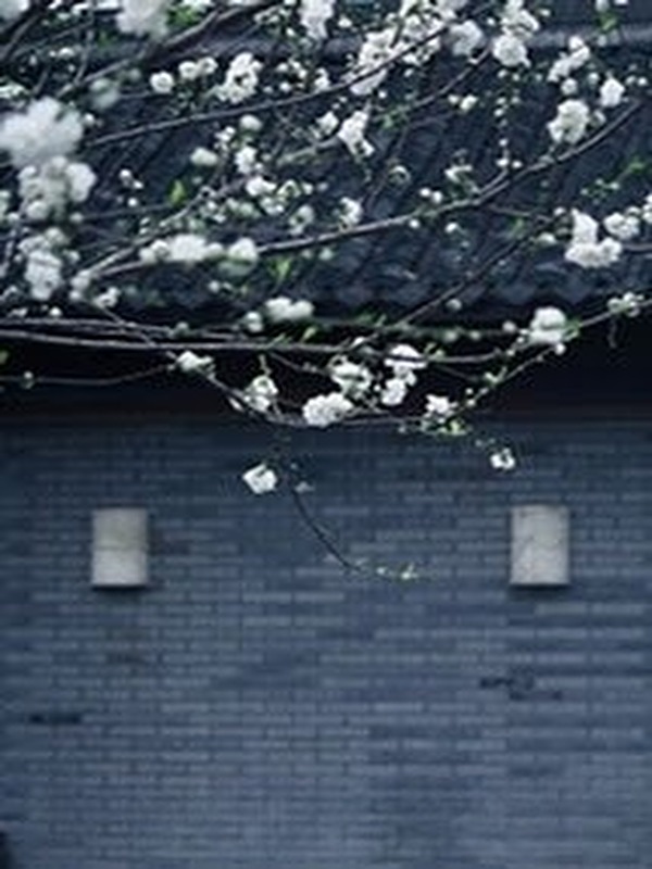 Bìa truyện Lê Hoa Hựu Khai Phóng (Hoa Lê Lại Nở)
