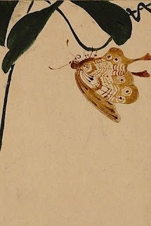 Bìa truyện Độc Hồ Điệp